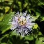 Purchase passionflower
